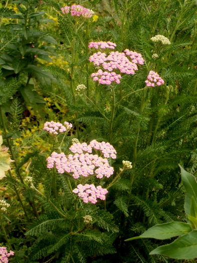  - Din iunie si iulie