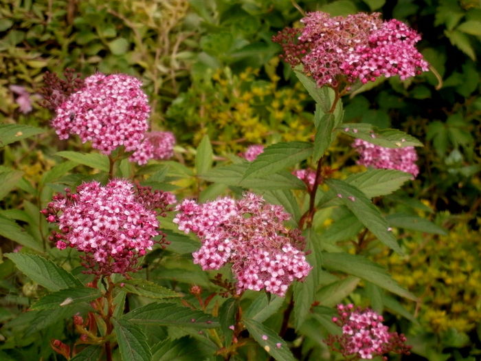  - Din iunie si iulie