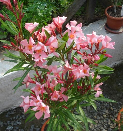 in iunie (19)