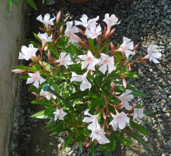 in iunie (28)