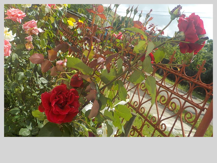 DSCN0068[1] - Trandafiri in gradina mea