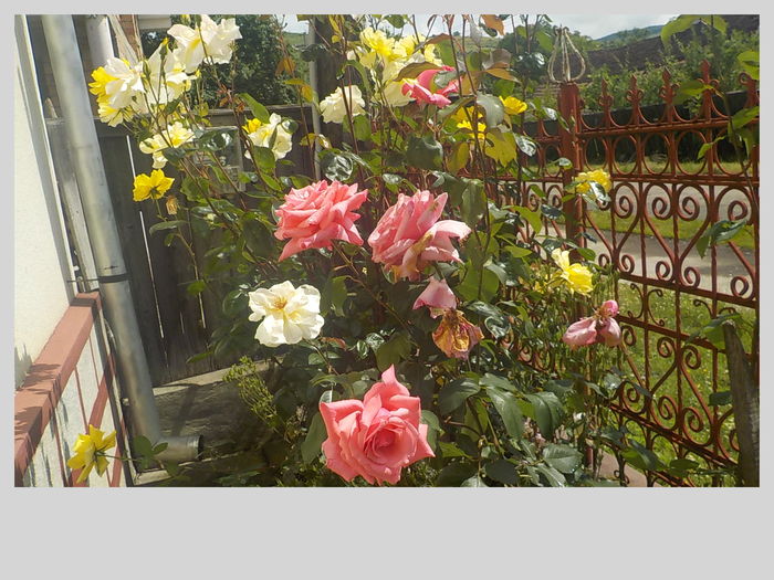 DSCN0069[1] - Trandafiri in gradina mea