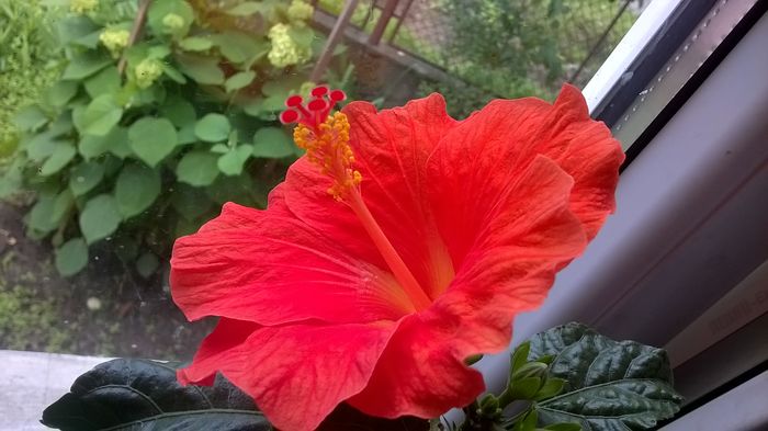 WP_20160612_13_28_59_Pro - hibiscus