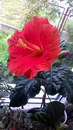 WP_20160612_13_29_26_Pro - hibiscus