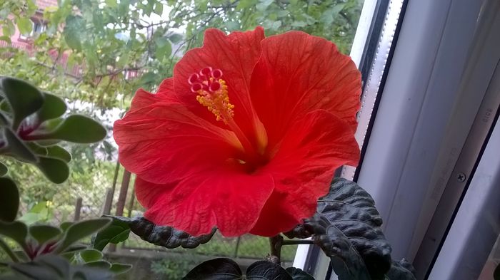 WP_20160612_13_30_04_Pro - hibiscus