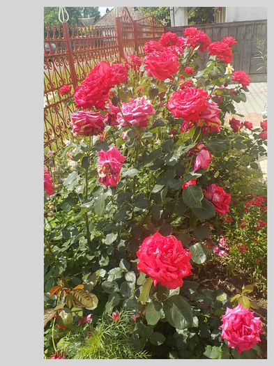 DSCN0070 - Trandafiri in gradina mea