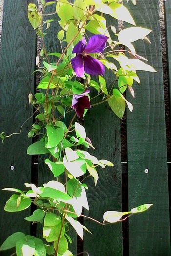 IMG_20160612_172506 - 5Clematite 2016