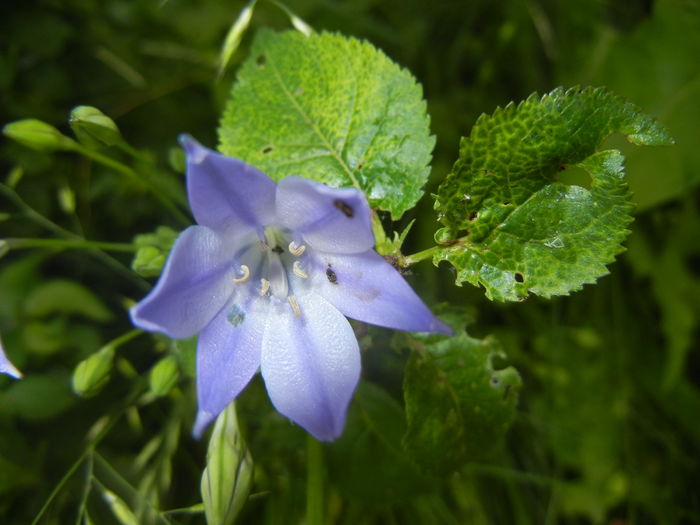 Triteleia laxa Queen Fabiola (2016,Jun.04)