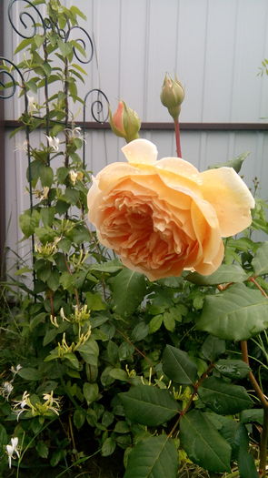 IMG_20160612_103602 - Crown Princess Margareta