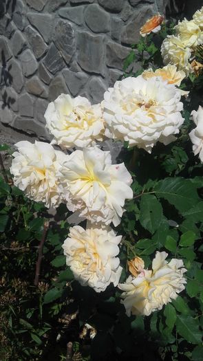 20160611_154217 - trandafiri 2016