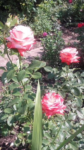 20160611_154231 - trandafiri 2016