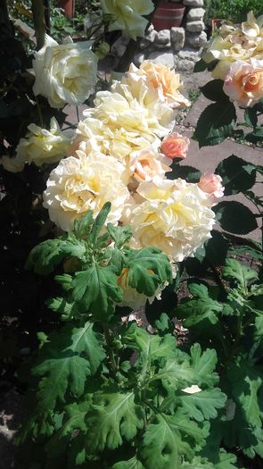 caramella - trandafiri 2016