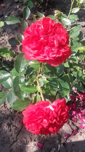 20160611_155002 - trandafiri 2016