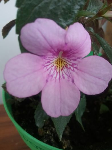 20160612_160056 - Dot