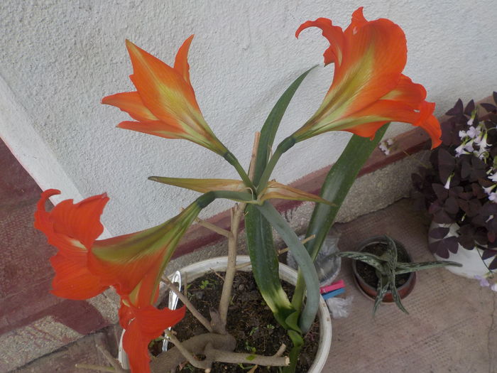DSCN0092[1] - Amarilisii mei