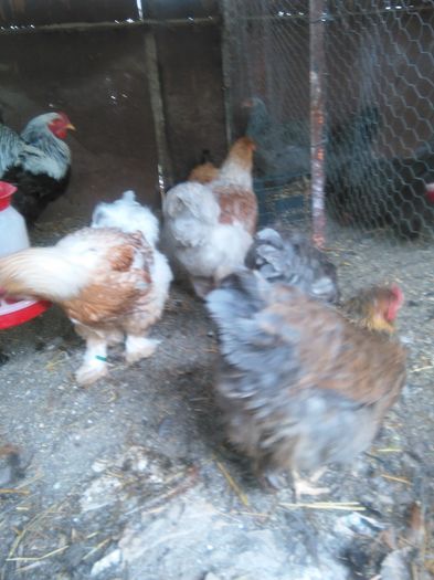 IMG_20160612_134634 - 001 Fam 1 Brahma 2016