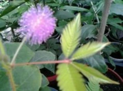 Mimosa pudica... - Flori 2016