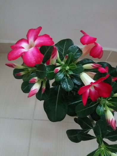 trandafirul desertului 2 - Trandafirul desertului-Adenium obesum