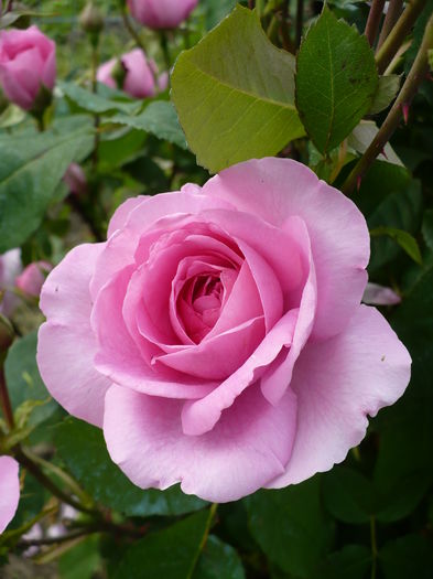 P1230142 - Gertrude Jekyll 2016