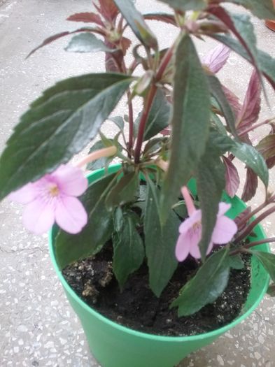 20160612_155754 - Dot