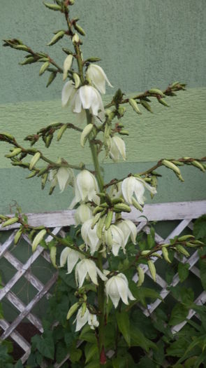DSC05631