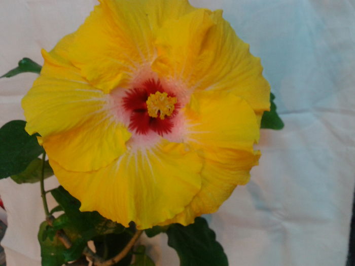 Fotografie0655 - HIBISCUS 2016