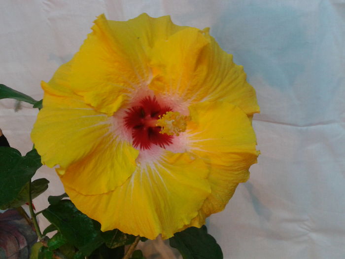 Fotografie0652 - HIBISCUS 2016