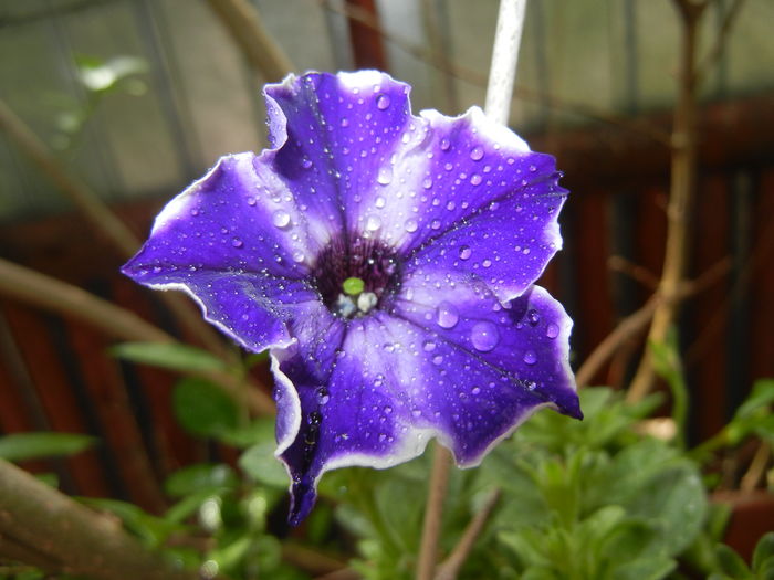 Petunia (2016, June 04) - PETUNIA Simple