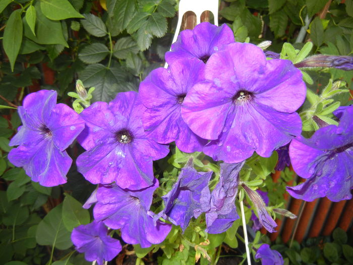 Purple Petunia (2016, June 04) - PETUNIA Simple