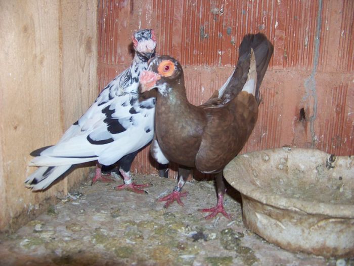 per 17 m 2015 f 2014