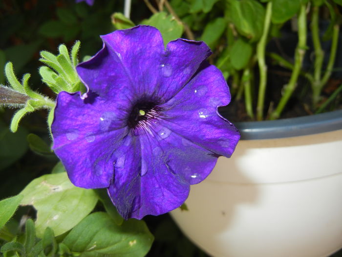 Purple Petunia (2016, June 04) - PETUNIA Simple