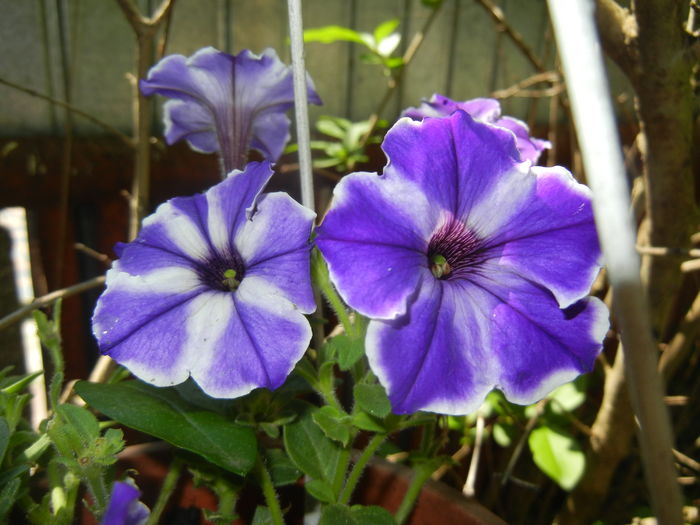 Petunia (2016, June 05) - PETUNIA Simple