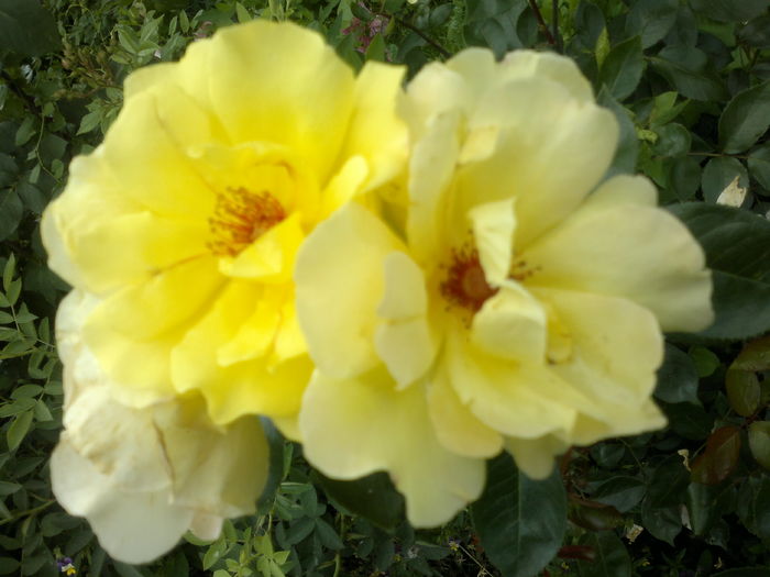 2016-06-12-2680 - Trandafiri - infloriri