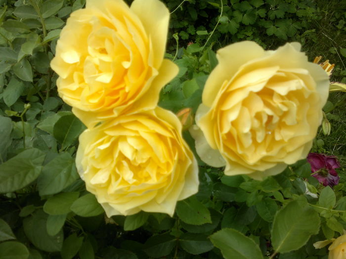 2016-06-12-2681 - Trandafiri - infloriri