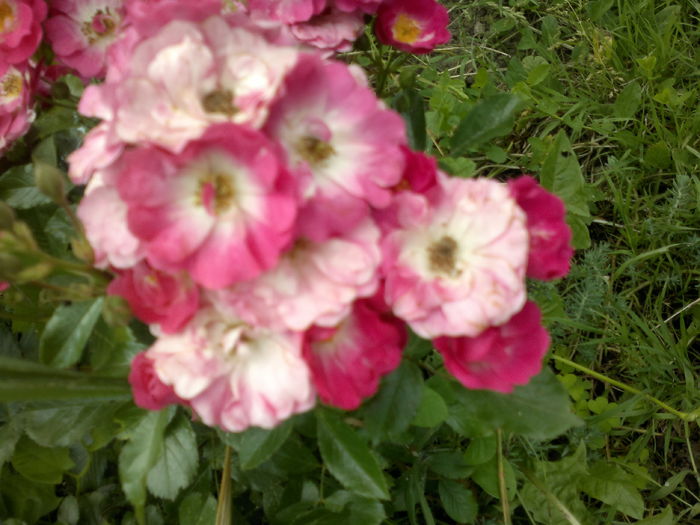 2016-06-12-2695 - Trandafiri - infloriri