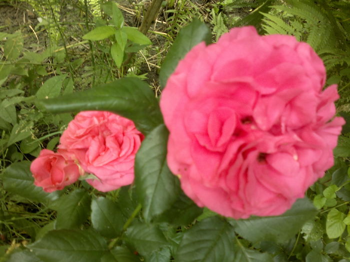 2016-06-12-2701 - Trandafiri - infloriri