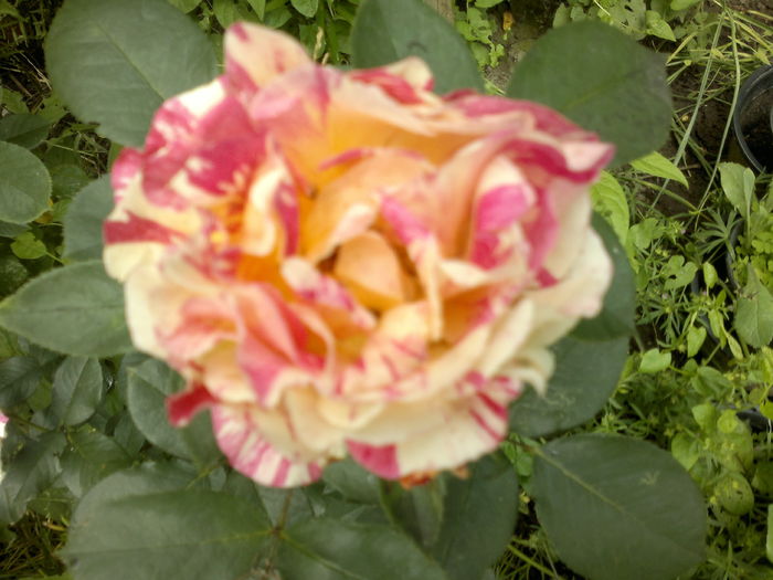 2016-06-12-2702 - Trandafiri - infloriri