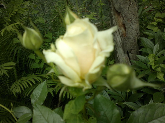 My Girl - Trandafiri - infloriri