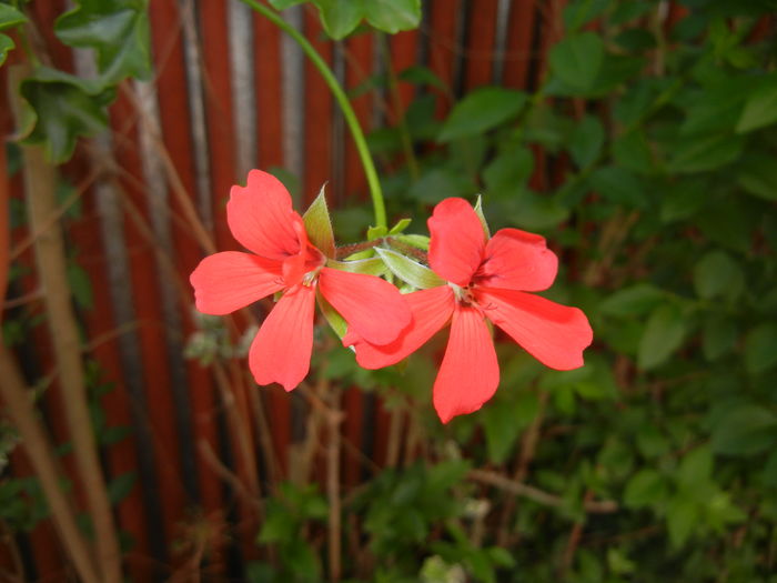 Mini Cascade Red (2016, June 02) - Ivy-geranium Mini Cascade Red