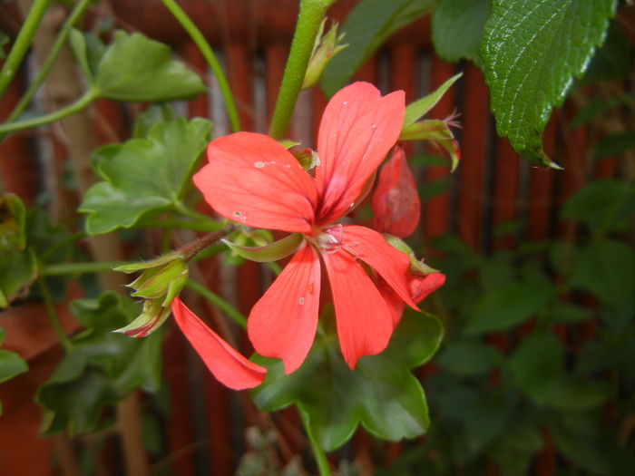 Mini Cascade Red (2016, June 02) - Ivy-geranium Mini Cascade Red