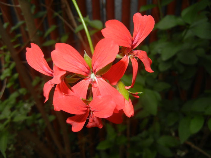 Mini Cascade Red (2016, June 07) - Ivy-geranium Mini Cascade Red