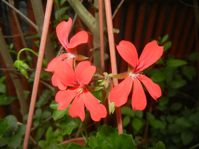 Mini Cascade Red (2016, June 07) - Ivy-geranium Mini Cascade Red