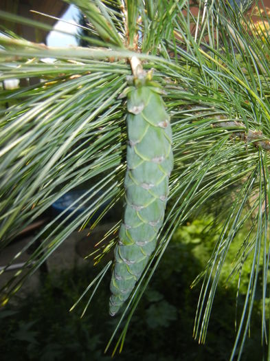 Pinus wallichiana Densa Hill (16, Jun.03) - Pinus wallichiana_Bhutan Pine