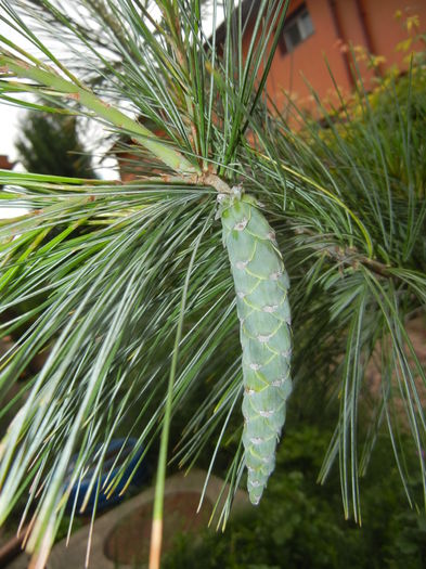 Pinus wallichiana Densa Hill (16, Jun.03) - Pinus wallichiana_Bhutan Pine