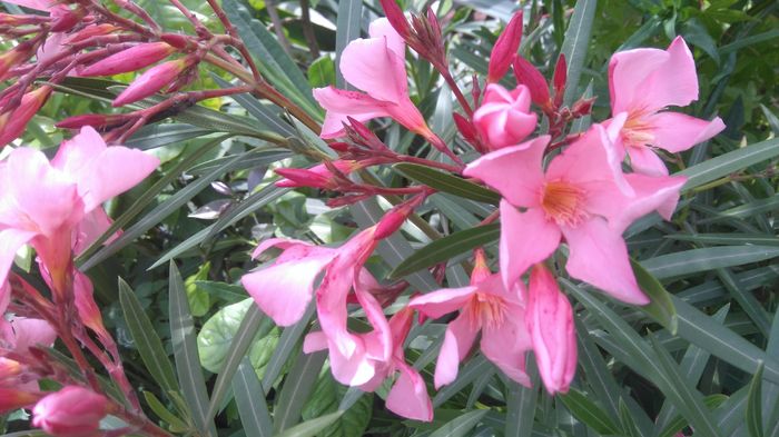 Tito Poggi - Flori apartament