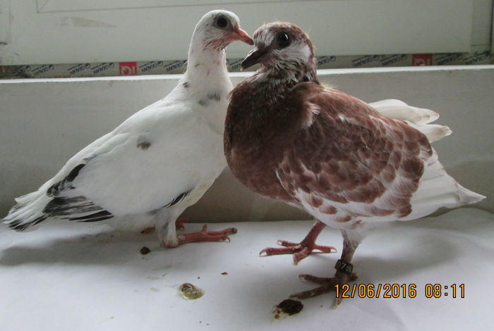 tippleri de altitudine