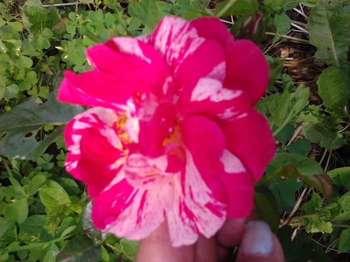 2016-06-11 09.52.18 - Trandafiri - infloriri