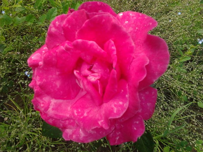 2016-06-11 09.54.25 - Trandafiri - infloriri