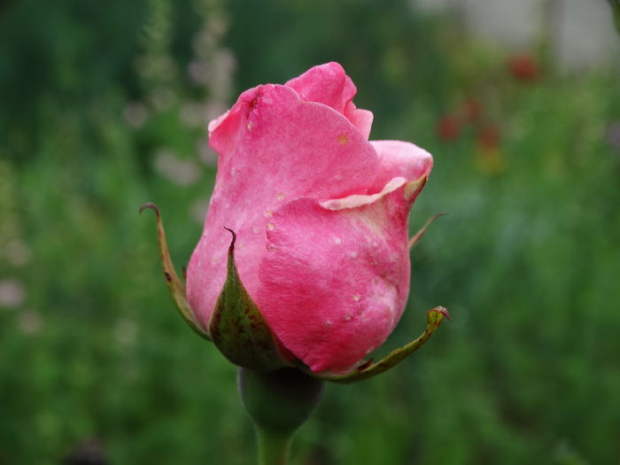 DSC07759