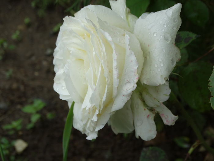 DSC07659